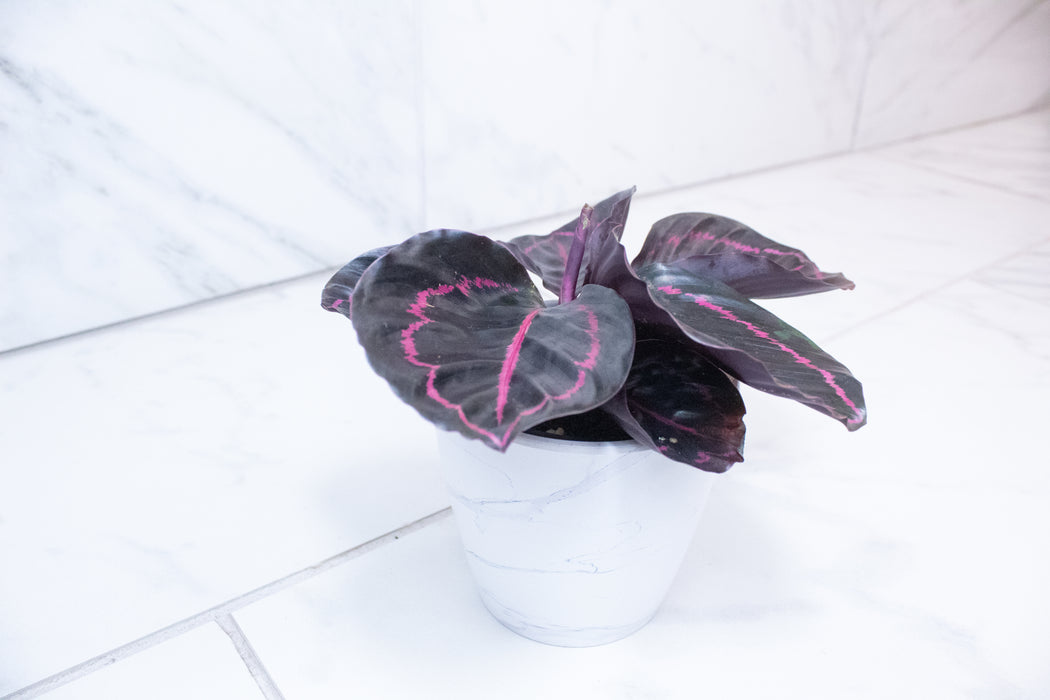 Calathea Roseopicta Dottie, 4" Plant