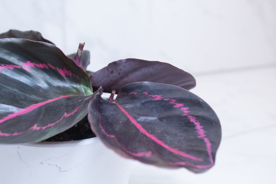Calathea Roseopicta Dottie, 4" Plant