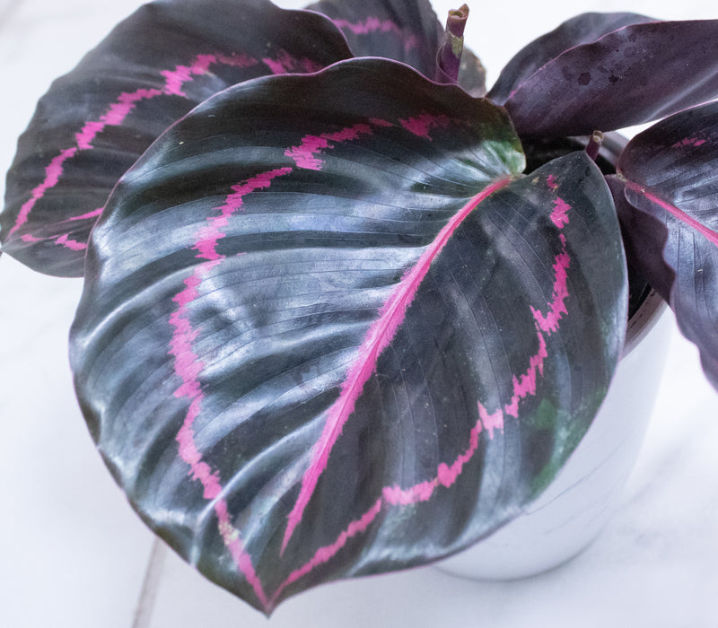 Calathea Roseopicta Dottie, 4" Plant