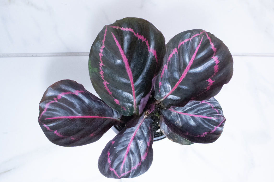 Calathea Roseopicta Dottie, 4" Plant