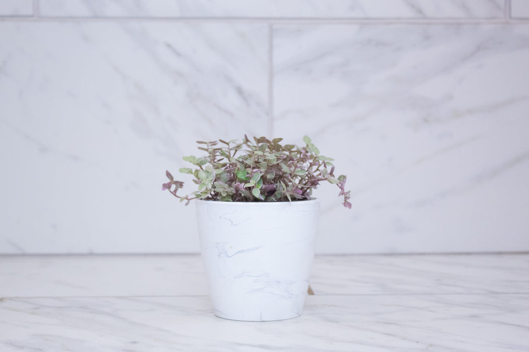 Callisia Repens Pink Lady, 4" Plant