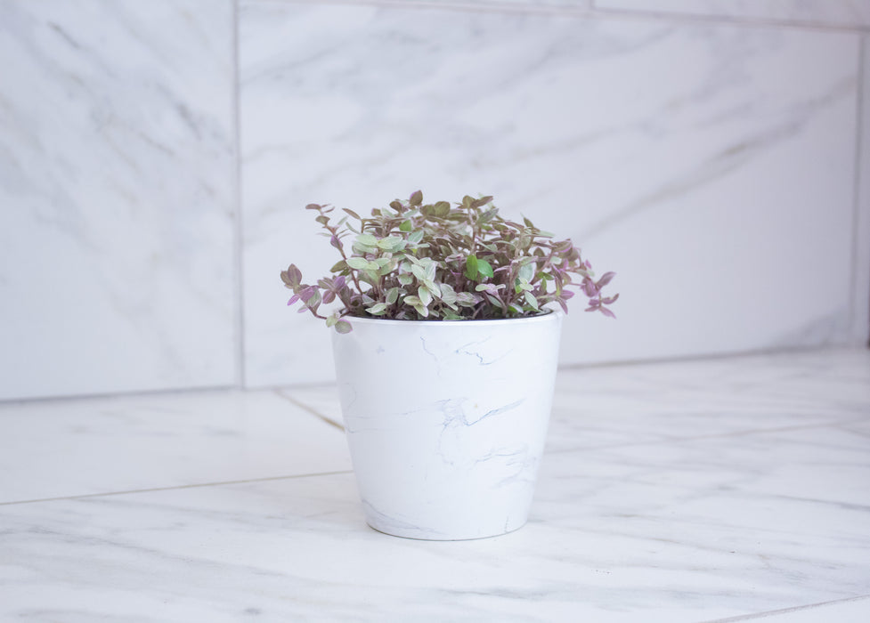 Callisia Repens Pink Lady, 4" Plant