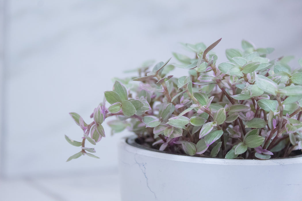Callisia Repens Pink Lady, 4" Plant