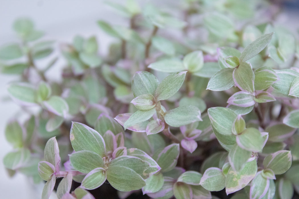 Callisia Repens Pink Lady, 4" Plant