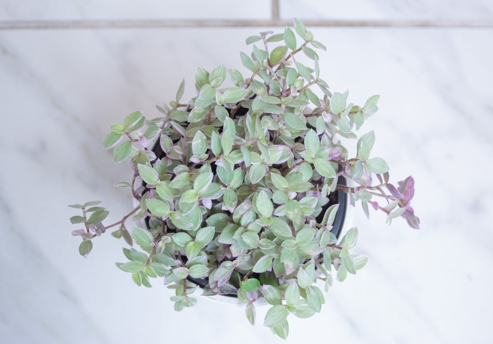 Callisia Repens Pink Lady, 4" Plant