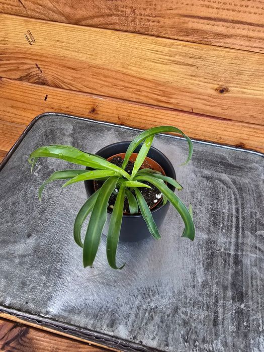 Chlorophytum Bonnie Green Spider, 2" Plant