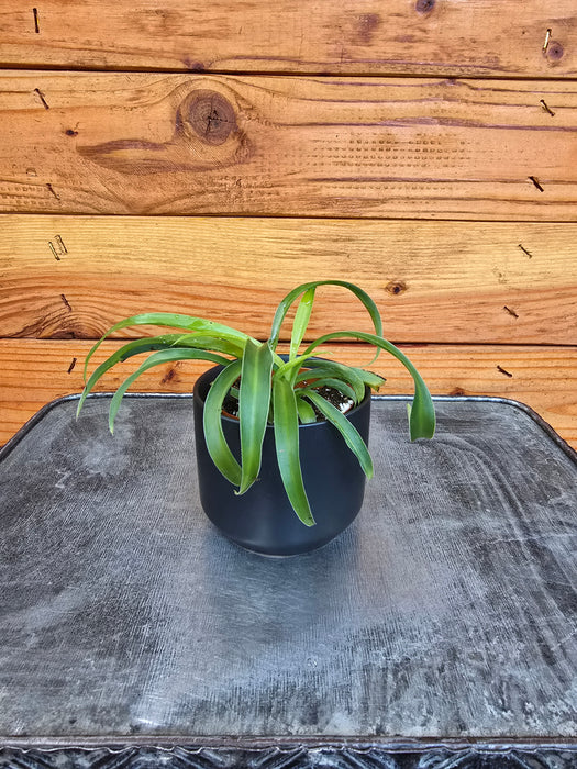 Chlorophytum Bonnie Green Spider, 2" Plant