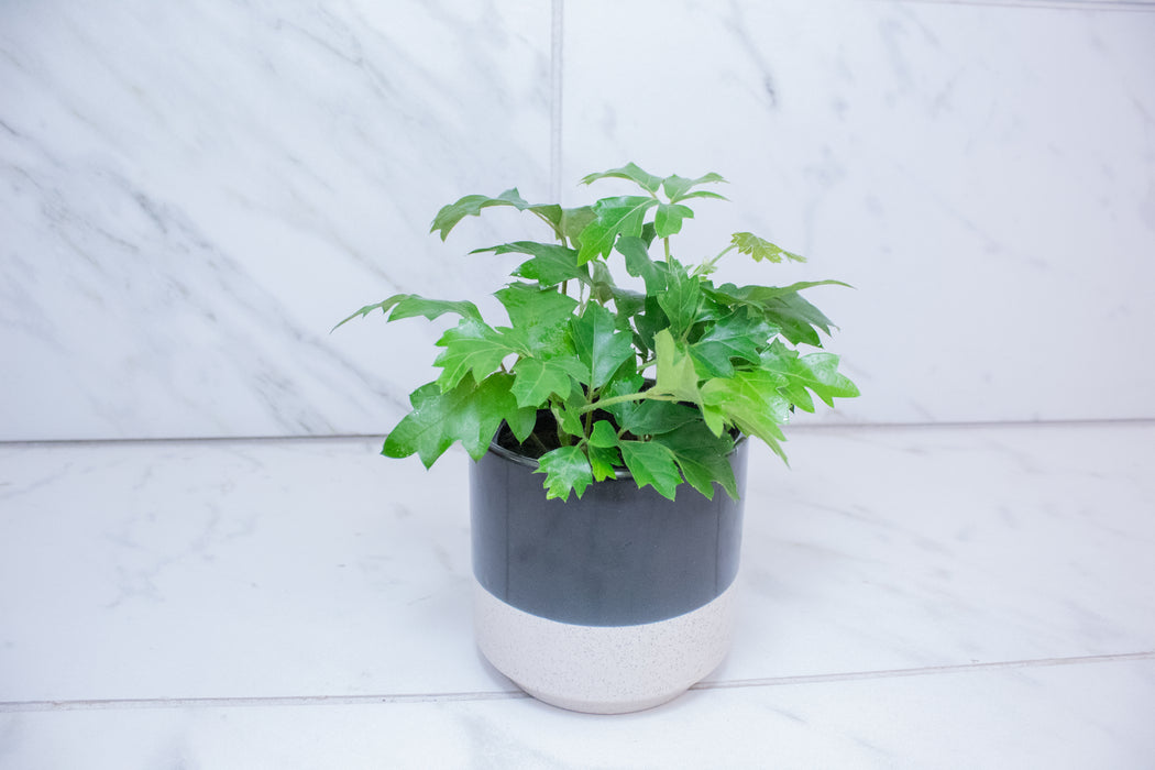 Cissus rhombifolia Oak Leaf, 4" Plant