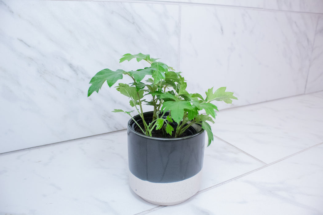 Cissus rhombifolia Oak Leaf, 4" Plant