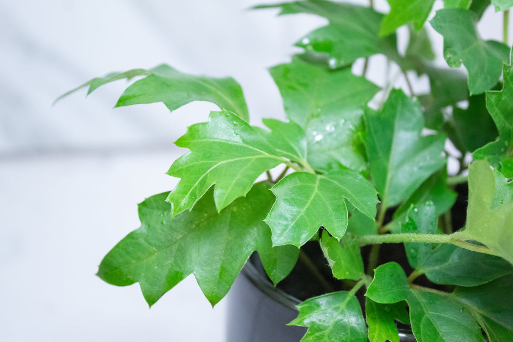 Cissus rhombifolia Oak Leaf, 4" Plant