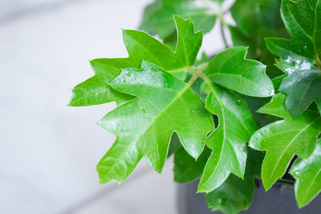 Cissus rhombifolia Oak Leaf, 4" Plant
