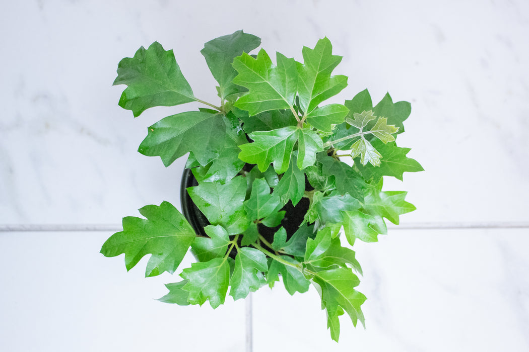 Cissus rhombifolia Oak Leaf, 4" Plant