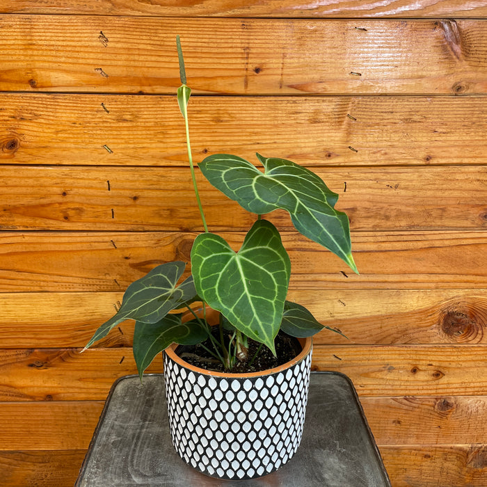 Anthurium Clarinervium, 6" Plant