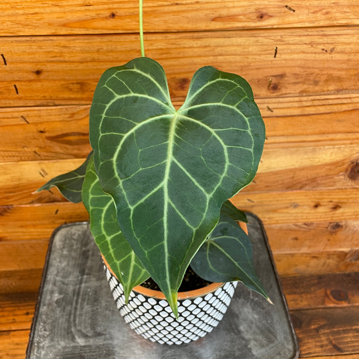 Anthurium Clarinervium, 6" Plant