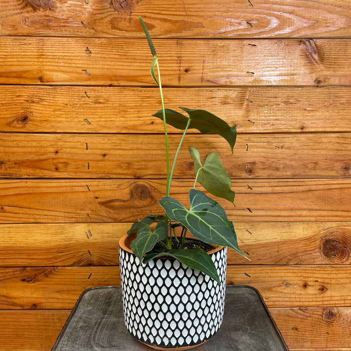 Anthurium Clarinervium, 6" Plant