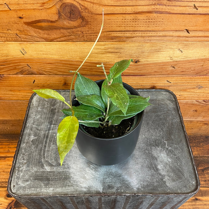 Hoya Cominsii, 4" Plant