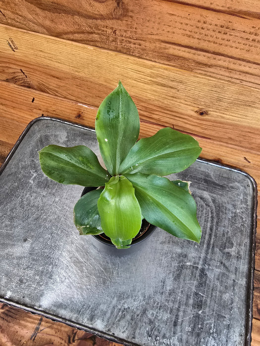 Costus Igneus Insulin Plant, 2" Plant