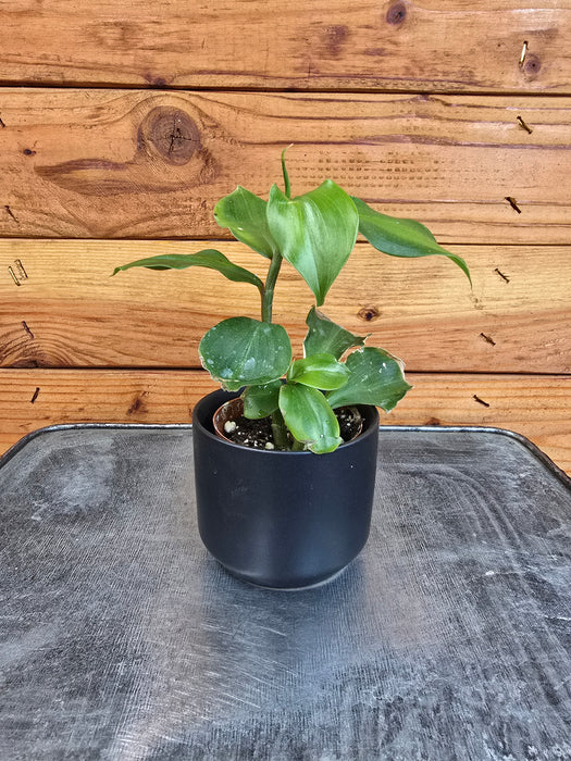 Costus Igneus Insulin Plant, 2" Plant