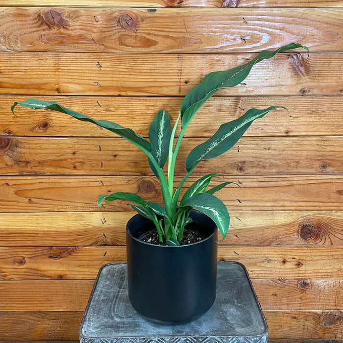 Dieffenbachia Cougar, 6" Plant