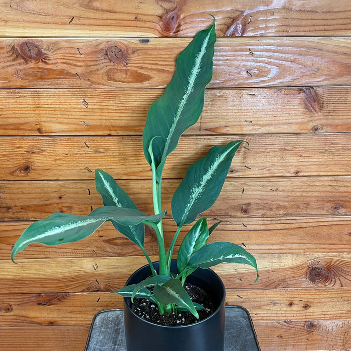 Dieffenbachia Cougar, 6" Plant