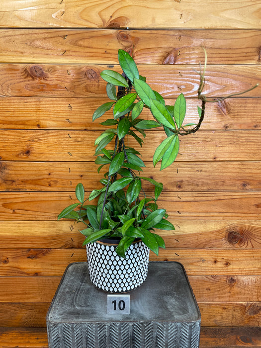 Hoya Crassipetiolata Little Splash - Pick Your Plant, 6" Plant