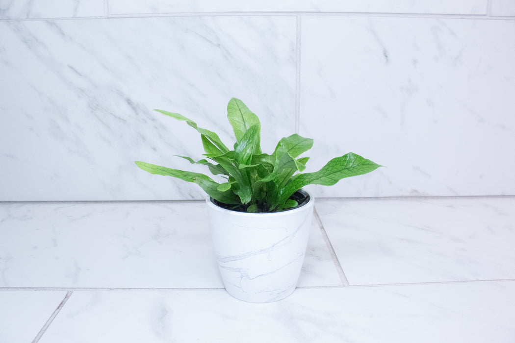 Microsorum Musifolium Crocodile Fern, 4" Plant
