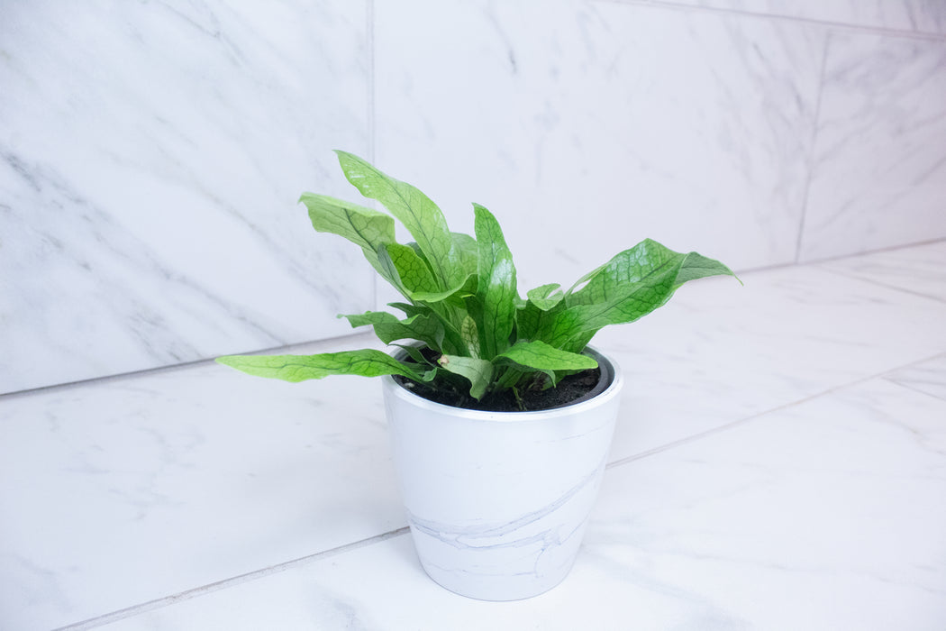 Microsorum Musifolium Crocodile Fern, 4" Plant