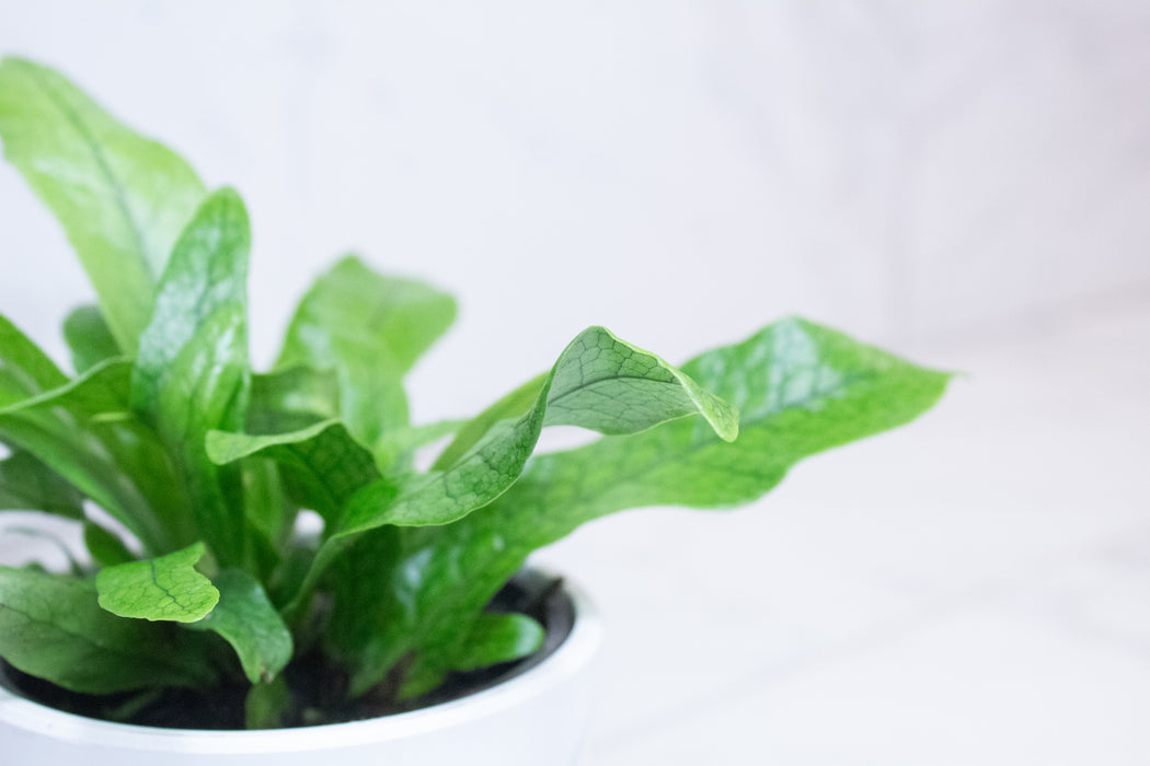 Microsorum Musifolium Crocodile Fern, 4" Plant