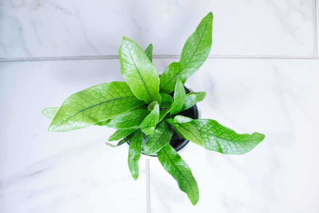 Microsorum Musifolium Crocodile Fern, 4" Plant
