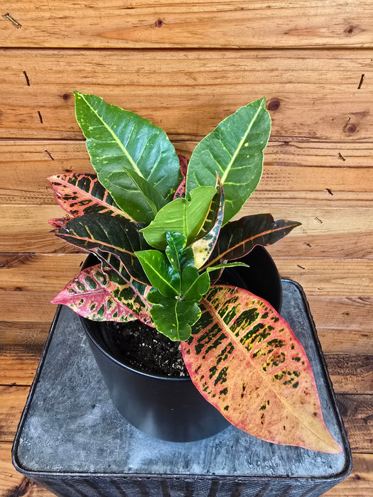 Croton Petra, 6" Plant