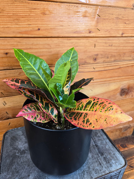 Croton Petra, 6" Plant