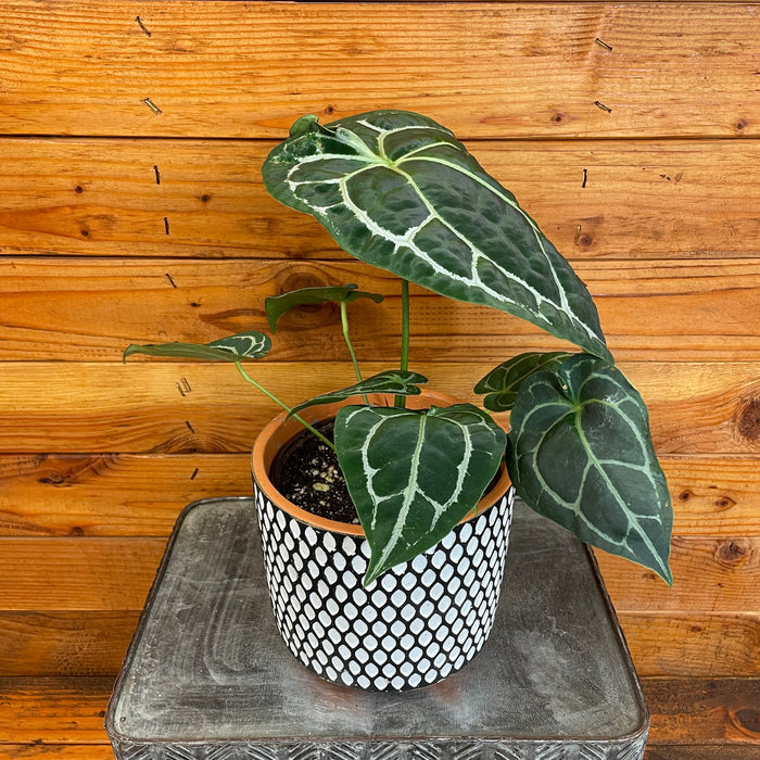 Anthurium Crystallinumn x Forgetii, 6" Plant