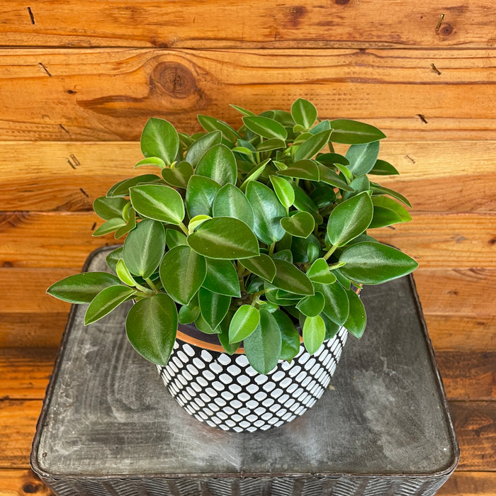 Peperomia Cupid, 6" Plant