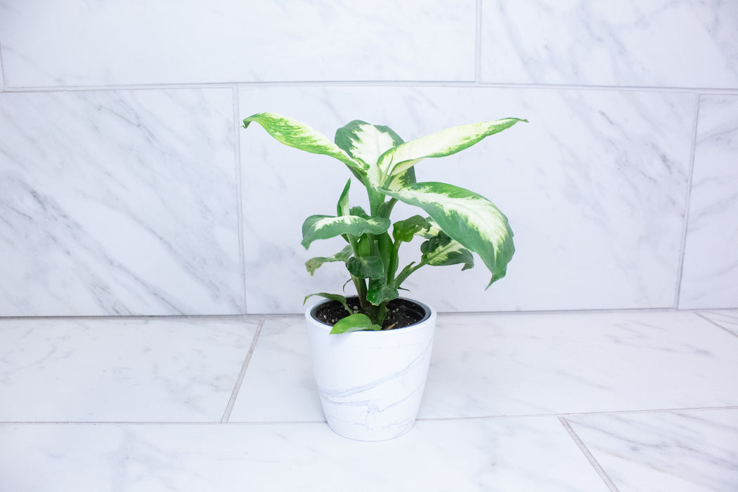Dieffenbachia Camille, 4" Plant