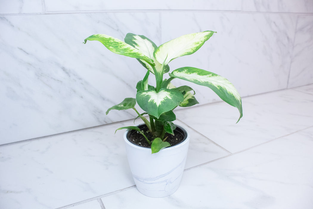 Dieffenbachia Camille, 4" Plant