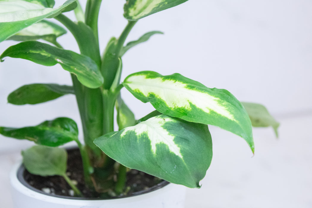 Dieffenbachia Camille, 4" Plant