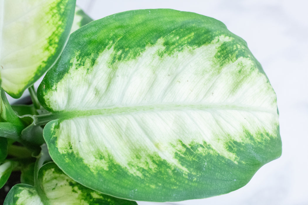 Dieffenbachia Camille, 4" Plant