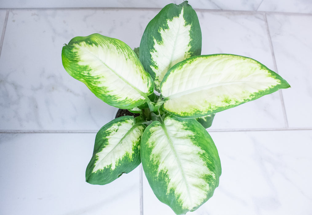 Dieffenbachia Camille, 4" Plant