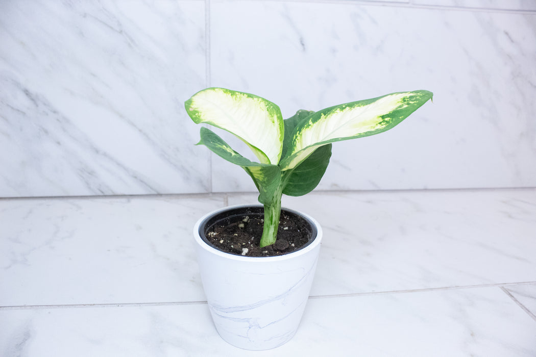 Dieffenbachia Sparkle, 4" Plant