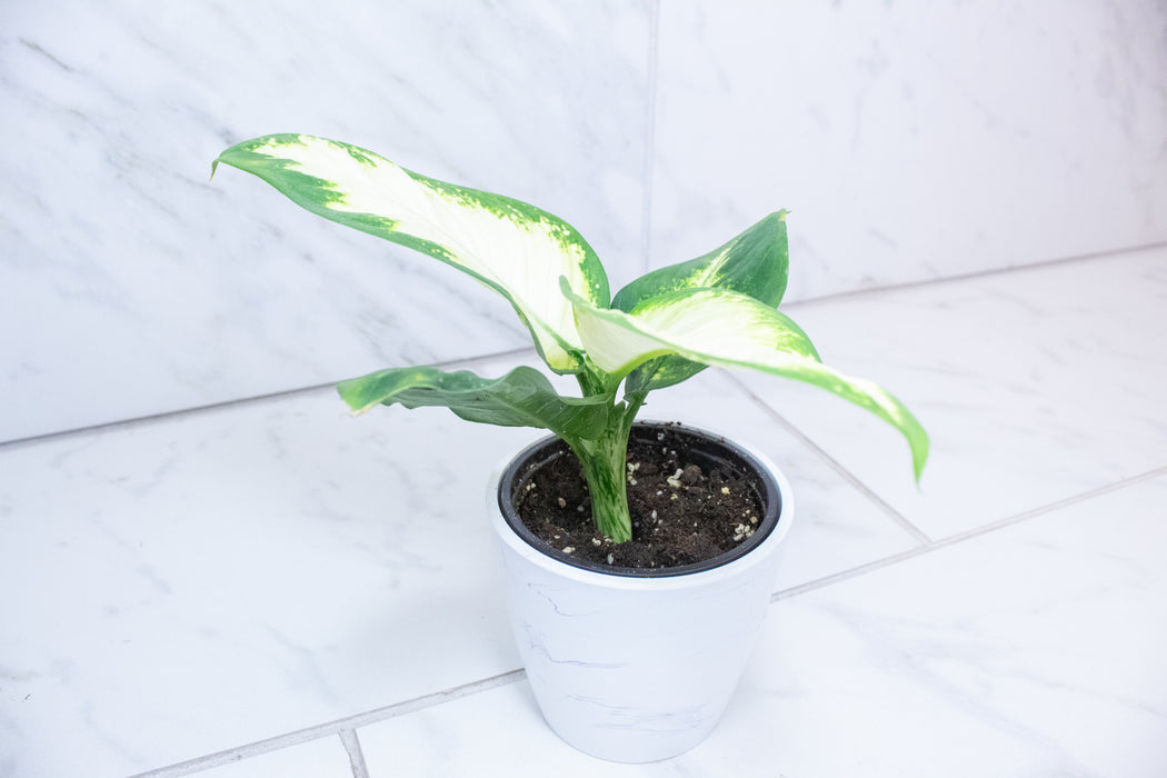 Dieffenbachia Sparkle, 4" Plant