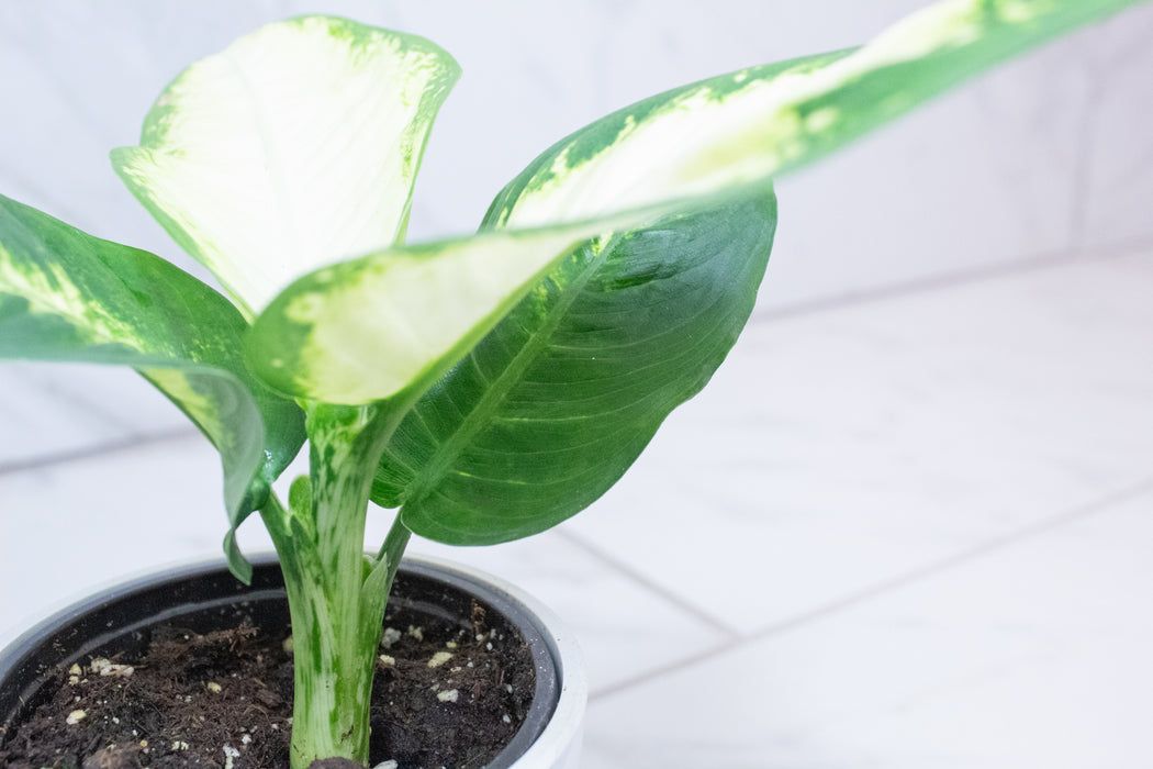 Dieffenbachia Sparkle, 4" Plant