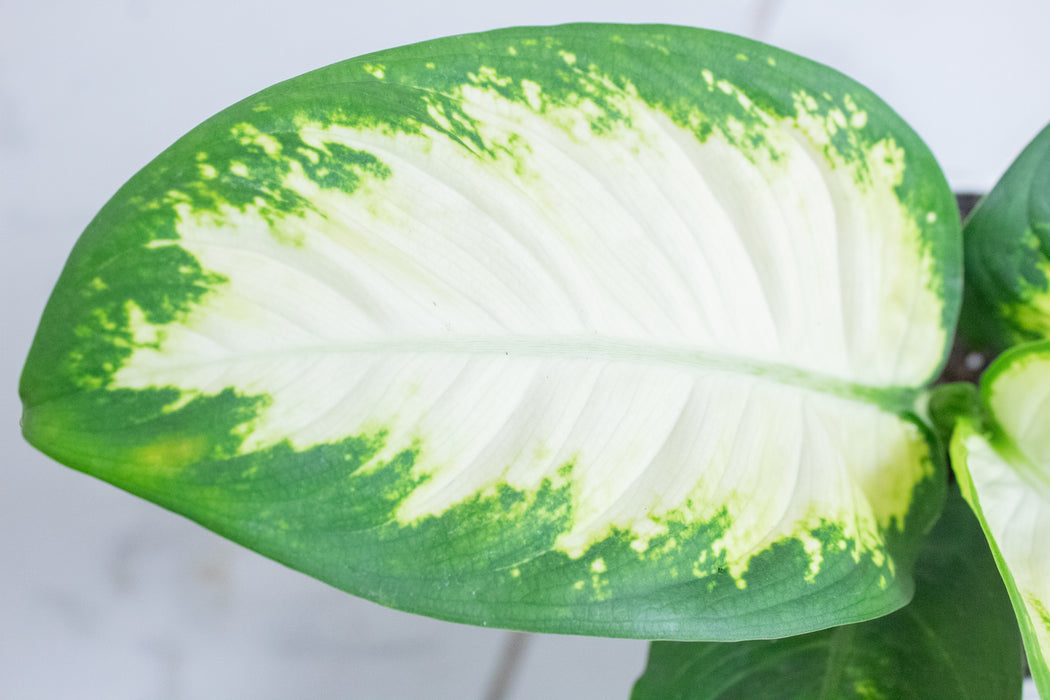 Dieffenbachia Sparkle, 4" Plant