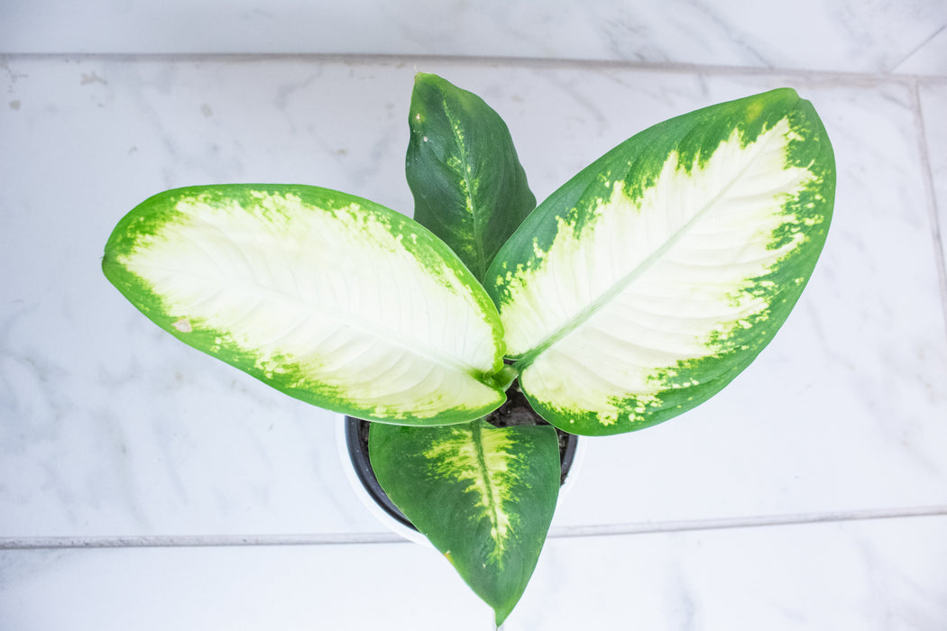 Dieffenbachia Sparkle, 4" Plant