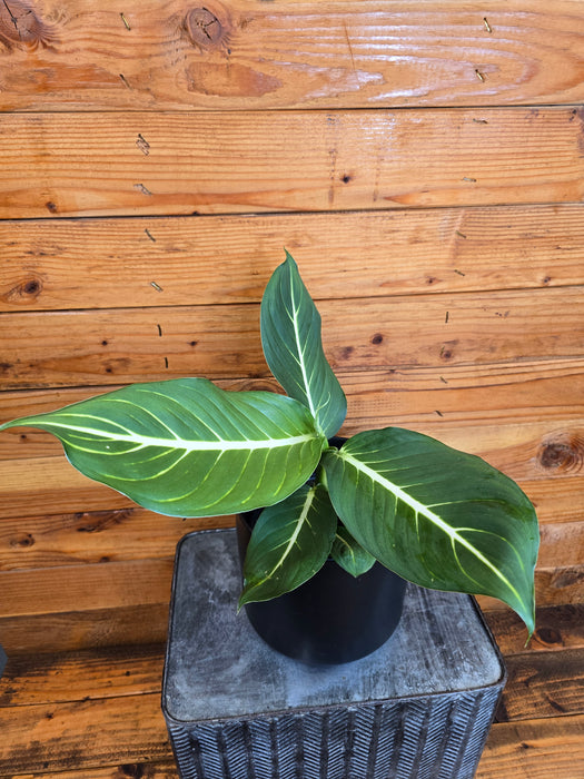 Dieffenbachia Sterling, 6" Plant