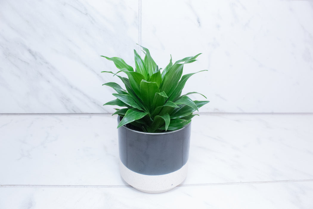 Dracaena Janet Craig Compacta, 4" Plant