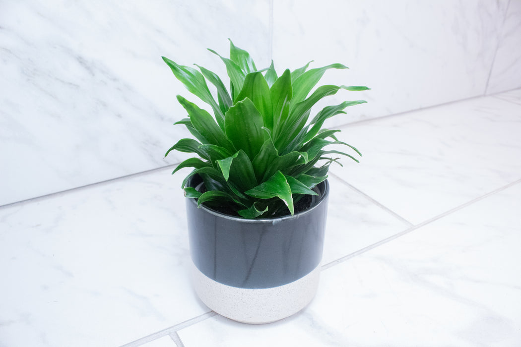 Dracaena Janet Craig Compacta, 4" Plant