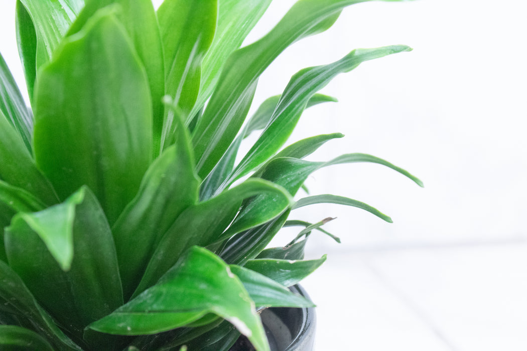 Dracaena Janet Craig Compacta, 4" Plant