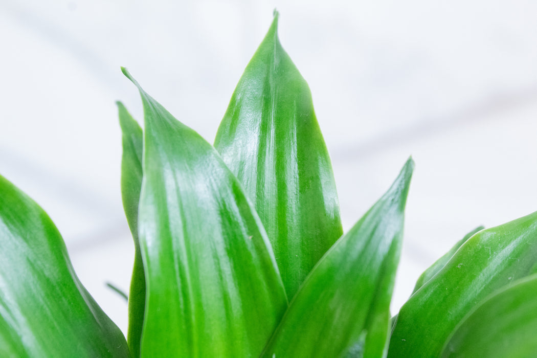 Dracaena Janet Craig Compacta, 4" Plant