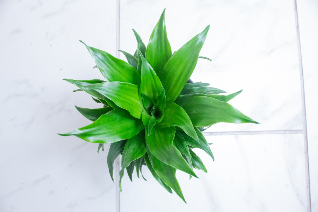 Dracaena Janet Craig Compacta, 4" Plant