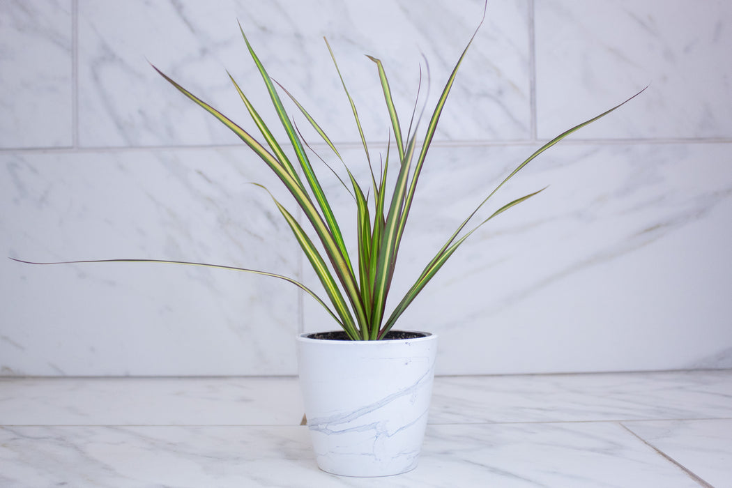 Dracaena Marginata Kiwi, 4" Plant